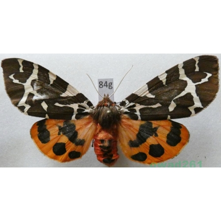 Arctia caja (Linnaeus, 1758) Niedźwiedziówka kaja female Poland84g
